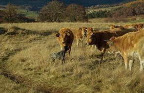 Hunting Dog Cows Herd