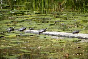 Turtles Lily Pads