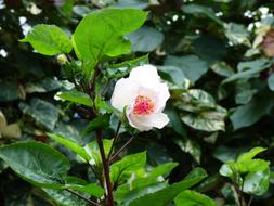 Flower Nature Bloom