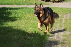 Dog Schafer German
