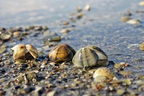 Shell Macro Nature