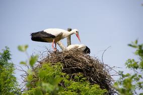 two storks in a nest high above the ground