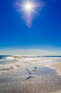 Ocean Beach Seagull