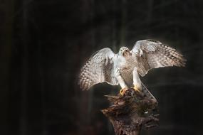 Hawk with open wings perched dry tree