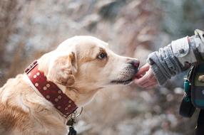 incredible Dog Friendship