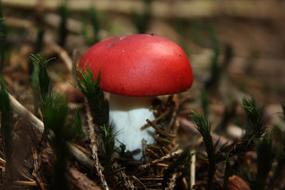 Mushroom Autumn Forest