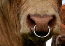 a metal ring in the nose of cow