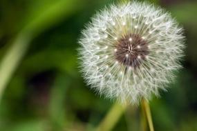 Dandelion White Fluffy