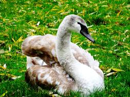 young swan resting in a field