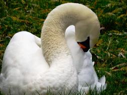 White swan cleaning feathers on the grass