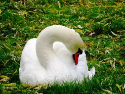 gorgeous Swan Water Bird