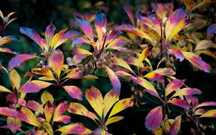 Colorful Plant Leaves