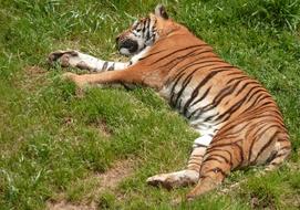 beautiful tiger on grass