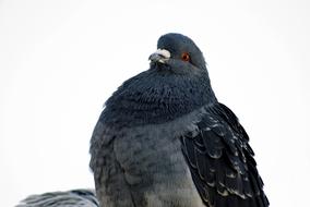 gorgeous Bird Pigeon Gray