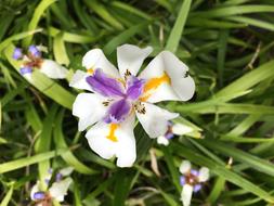 Hawaii Plumeria Tropical