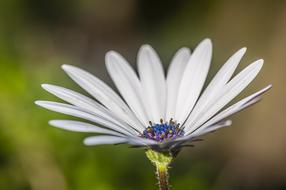 Flower Close Up White