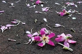 Flower Hibiscus on Ground