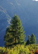 tree in the sunlight near a mountain