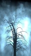 tree blue fog light outdoor