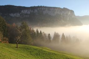 Foggy morning in the meadow