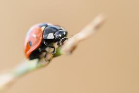 ladybug on a branch close-up on a blurred background