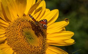 Sunflower Summer Yellow petals