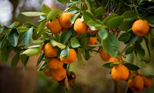 Oranges Tree Nature