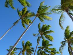 tropical palms against the blue sky