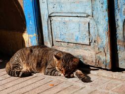 Cat Sleeping sun