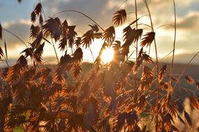 Grass Nature Plant