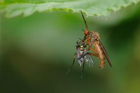 incredible Eat Insect Fly