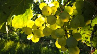 Autumn Grapes Outdoors
