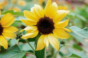 Close Up Nature Plant