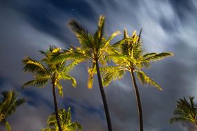 Natural Palm Trees at Night