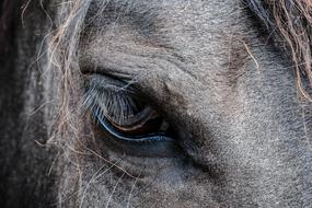 Close-up of the beautiful eye, of the brown horse