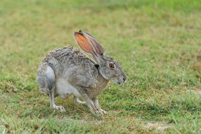 Animal Cute Field