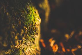 moss on tree bark Close-Up, shallow Depth Of Field