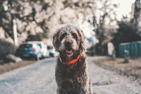 furry dog in red collar sits on road