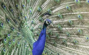 enchanting Animal Bird Feathers