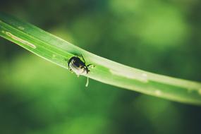 little beetle on a blade of grass