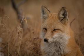 red Fox head close up