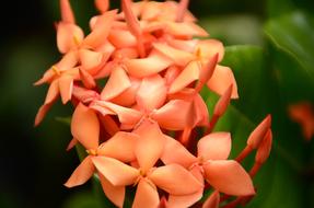 Bloom Blossom Flora