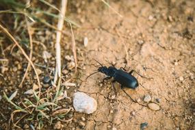 black beetle on a sandy road