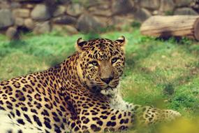 gorgeous Big Cat Leopard