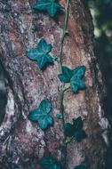 green leaves on a tree post