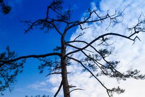 Tree Sky Nature