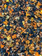orange and blue Autumn Leaves Background