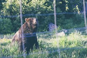 brown bear behind a metal mesh in a zoo