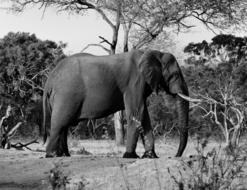 black and white photo of a big elephant under a tree in Africa