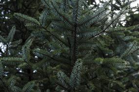 a prickly tree in the forest